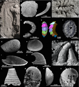 pala12140-fig-0002