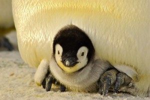 penguin update, baby penguin
